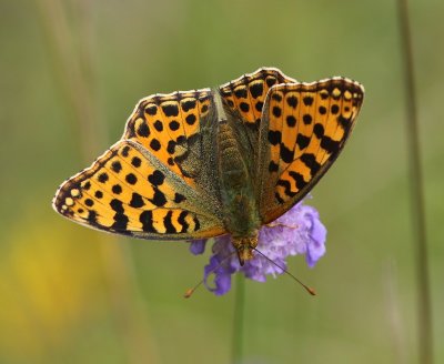 Kleine Parelmoervlinder - Queen Of Spain Fritillary