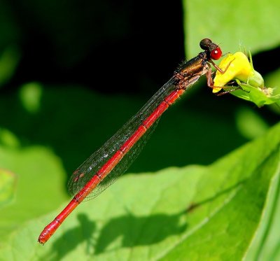 Koraaljuffer - Small Red Damselfly