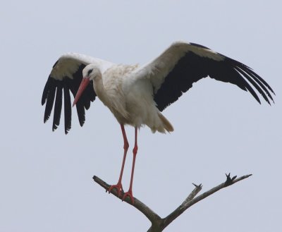 Ooievaar - White Stork