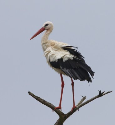 Ooievaar - White Stork