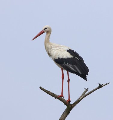 Ooievaar - White Stork