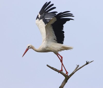 Ooievaar - White Stork