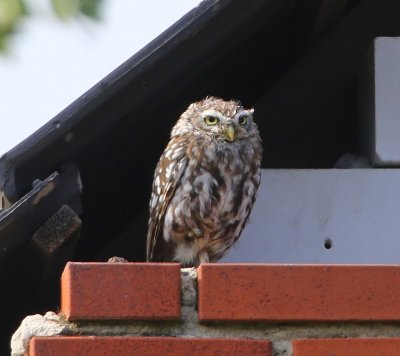 Steenuil - Little Owl