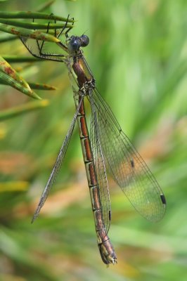 Tangpantserjuffer - Scarce Emerald Damselfly