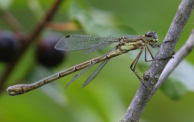 Tangpantserjuffer - Scarce Emerald Damselfly