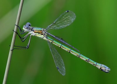 Tangpantserjuffer - Scarce Emerald Damselfly