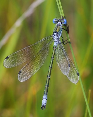 Tangpantserjuffer - Scarce Emerald Damselfly