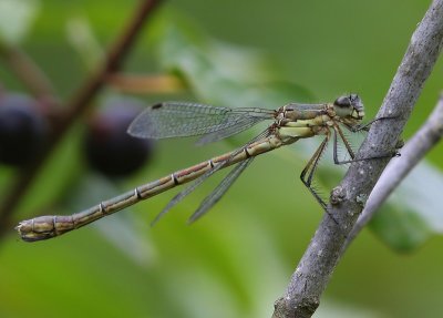 Tangpantserjuffer - Scarce Emerald Damselfly