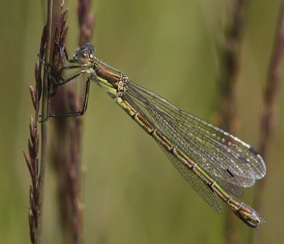 Tangpantserjuffer - Scarce Emerald Damselfly