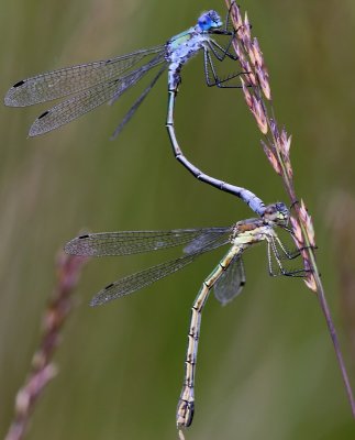 Tangpantserjuffers - Scarce Emerald Damselflies