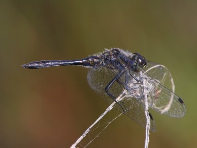 Zwarte Heidelibel - Black Darter