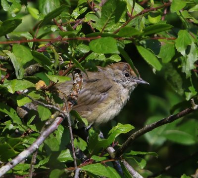 Zwartkop - Blackcap