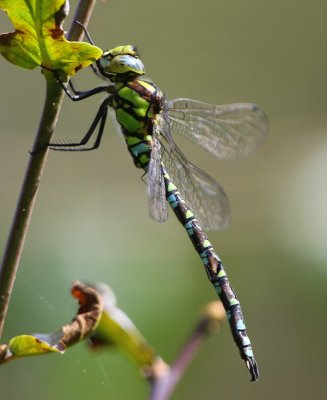 Blauwe Glazenmaker - Southern Hawker