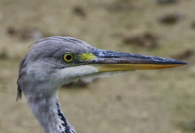 Blauwe Reiger - Grey Heron
