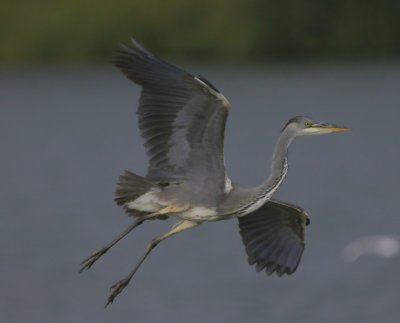 Blauwe Reiger - Grey Heron