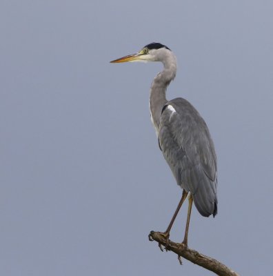 Blauwe Reiger - Grey Heron