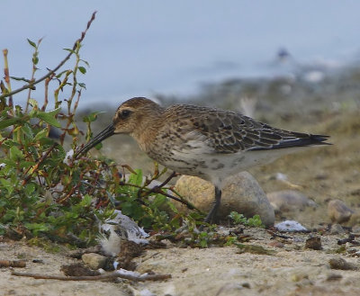 Bonte Strandloper - Dunlin