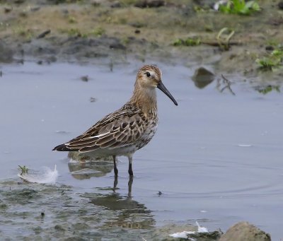 Bonte Strandloper - Dunlin
