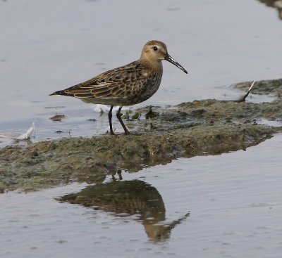 Bonte Strandloper - Dunlin