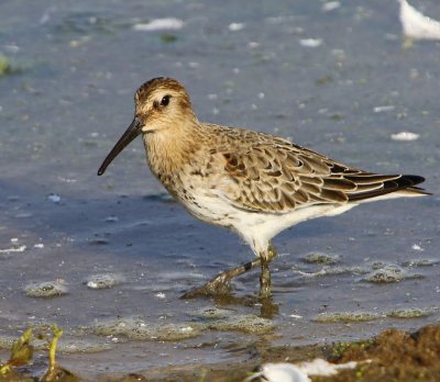 Bonte Strandloper - Dunlin