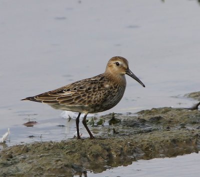 Bonte Strandloper - Dunlin