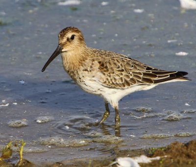 Bonte Strandloper - Dunlin