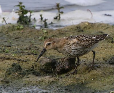 Bonte Strandloper - Dunlin