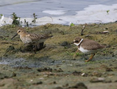 Bonte Strandloper - Dunlin