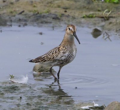 Bonte Strandloper - Dunlin