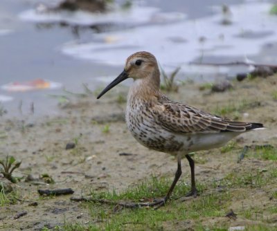 Bonte Strandloper - Dunlin