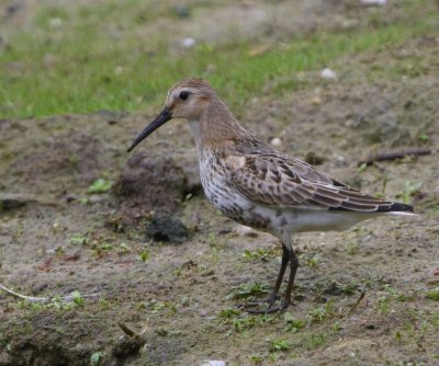 Bonte Strandloper - Dunlin