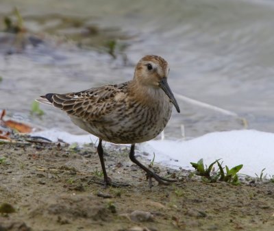 Bonte Strandloper - Dunlin