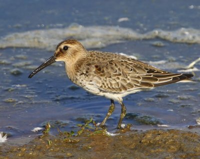 Bonte Strandloper - Dunlin
