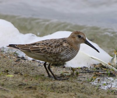 Bonte Strandloper - Dunlin