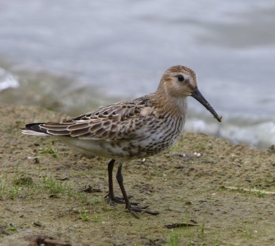 Bonte Strandloper - Dunlin