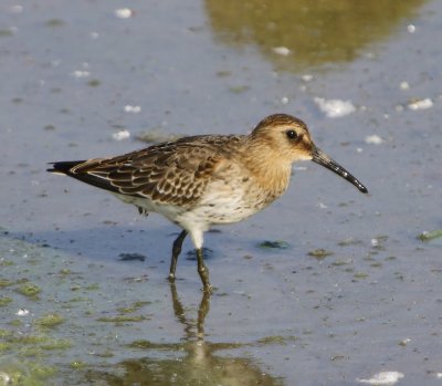 Bonte Strandloper - Dunlin