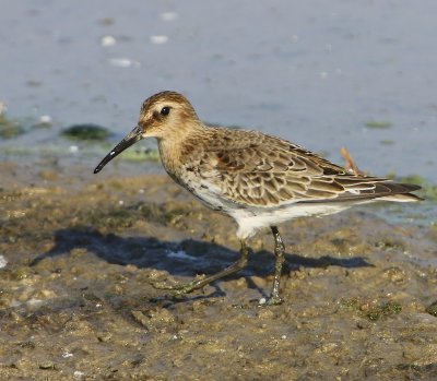 Bonte Strandloper - Dunlin