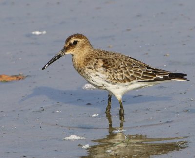 Bonte Strandloper - Dunlin