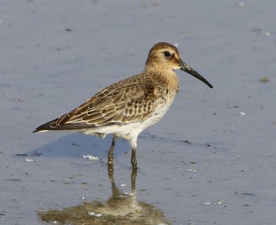 Bonte Strandloper - Dunlin