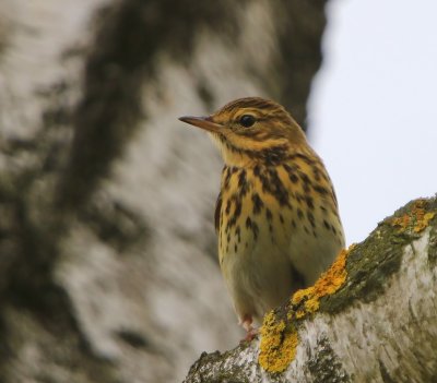 Boompieper - Tree Pipit