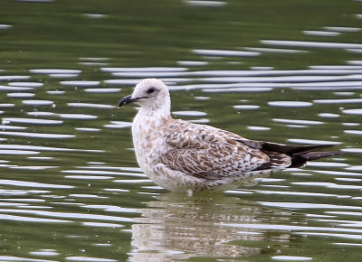 Geelpootmeeuw - Mediterranean Yellow-legged Gull