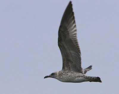 Geelpootmeeuw - Mediterranean Yellow-legged Gull