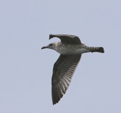 Geelpootmeeuw - Mediterranean Yellow-legged Gull