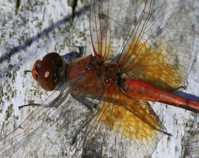 Geelvlekheidelibel - Yellow-winged Darter