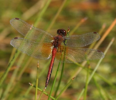 Geelvlekheidelibel - Yellow-winged Darter