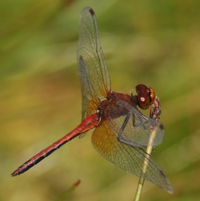 Geelvlekheidelibel - Yellow-winged Darter