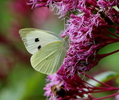 Groot Koolwitje - Large White