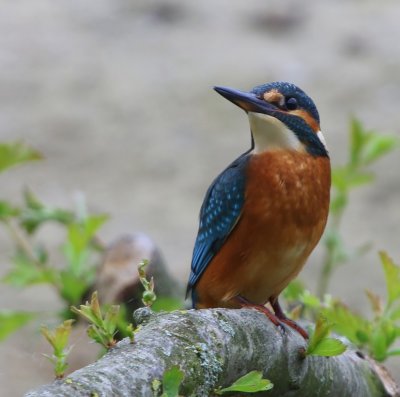 IJsvogel - Common Kingfisher
