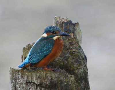 IJsvogel - Common Kingfisher