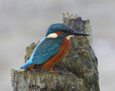 IJsvogel - Common Kingfisher